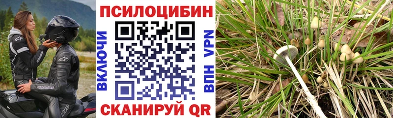 купить наркотик  Воткинск  Галлюциногенные грибы Psilocybine cubensis 
